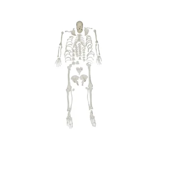 Модель скелета с расчленением всего тела, натуральный размер, свободный костный манекен BIX-A1007  4