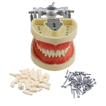 Стоматологическая модель Typodont 32 Со Съемными Ввинчивающимися Зубами И Мягкими Деснами для Kilgore Nissin  5